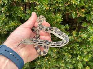Baby Northern Pine Snake (Female 1)