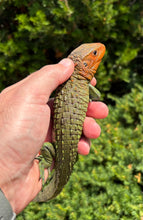Load image into Gallery viewer, Small Caiman Lizard (1)