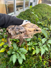 Load image into Gallery viewer, Large Cane Toad’s