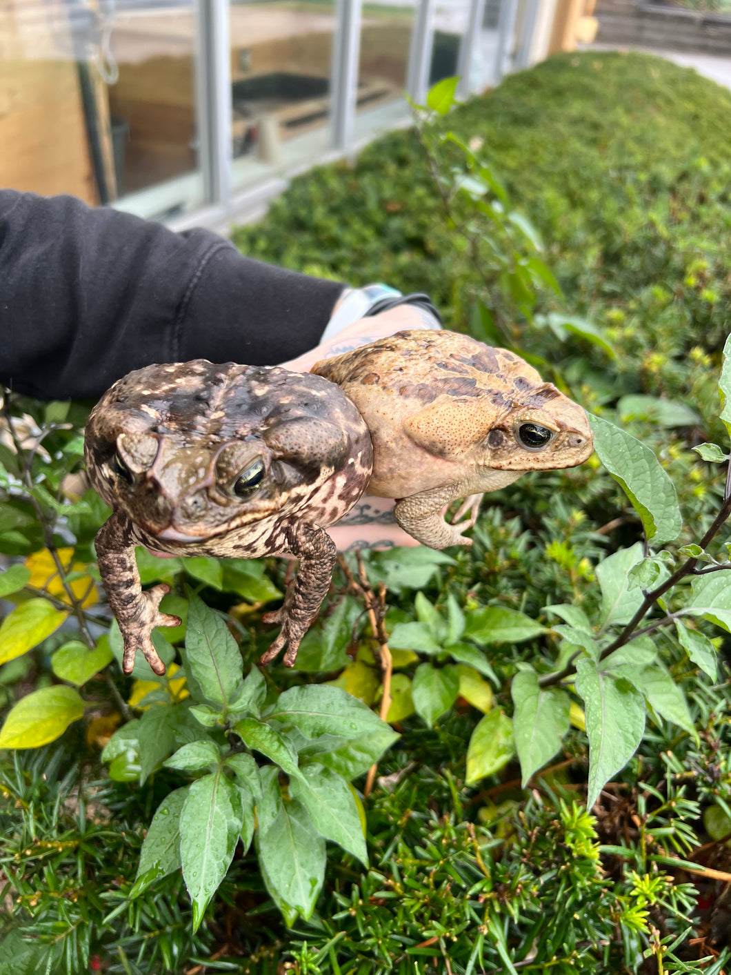 Large Cane Toad’s Scales and Tails of Ohio