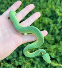 Load image into Gallery viewer, Baby Patternless ‘Mite-Phase’ Emerald Tree Boa (Female)