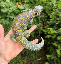 Load image into Gallery viewer, Adult ‘High-Color’ Ornate Uromastyx (Male 3)