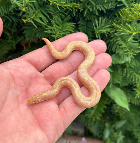 Baby Albino Kenyan Sand Boa