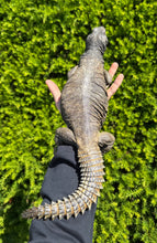 Load image into Gallery viewer, XL Adult Egyptian Uromastyx (1)