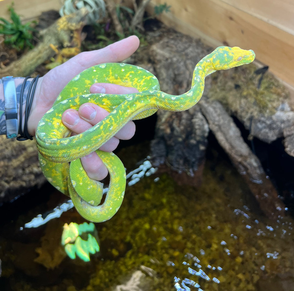 Sub-Adult Biak Green Tree Python (Male) – Scales and Tails of Ohio