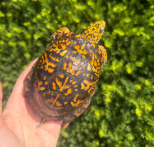 Load image into Gallery viewer, Adult ‘High-Orange’ Eastern Box Turtle (Male)
