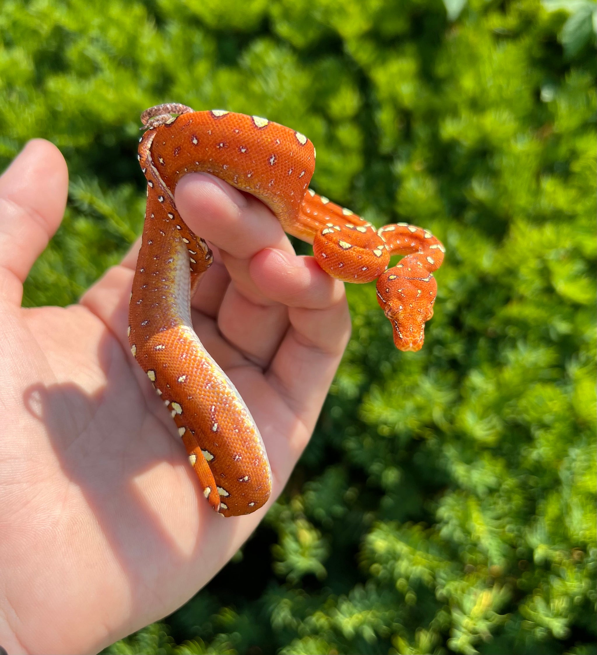 Green Tree Pythons – Scales and Tails of Ohio