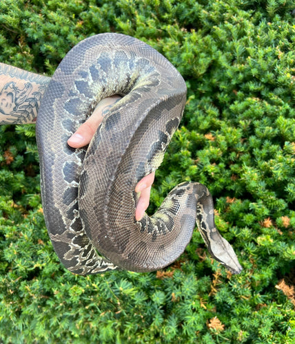 Sub-Adult Chrome Sumatran Short-Tailed Python (Male)