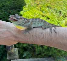 Load image into Gallery viewer, 1.1 Adult Haitian Anole