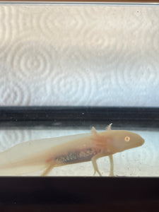 Axolotl