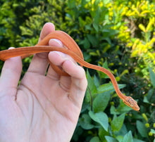 Load image into Gallery viewer, Patternless Amazon Tree Boa (Male 4)