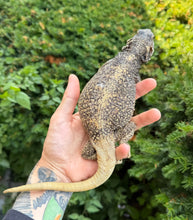 Load image into Gallery viewer, Adult Chuckwalla (Male 1)