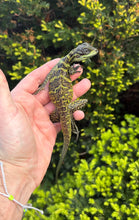 Load image into Gallery viewer, Small Sailfin Dragon (7)