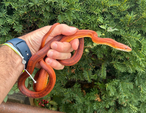Sub-Adult Corn Snake (Female)