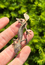 Load image into Gallery viewer, Satanic Leaf-Tailed Gecko (Male 1)