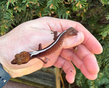 Load image into Gallery viewer, Adult Cat Eyed Gecko (Male 1)