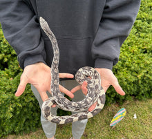 Load image into Gallery viewer, Adult Northern Pine Snake (Female)