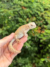 Load image into Gallery viewer, Baby Ornate Uromastyx (4)