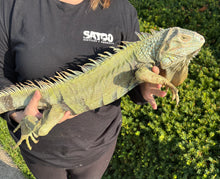 Load image into Gallery viewer, Adult Green Iguana (Male)