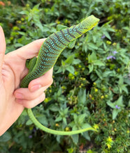 Load image into Gallery viewer, Baby Green Tree Monitor