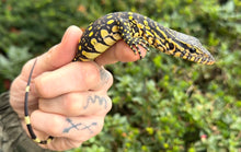 Load image into Gallery viewer, Baby ‘Exceptional’ Ornate Nile Monitor (4)