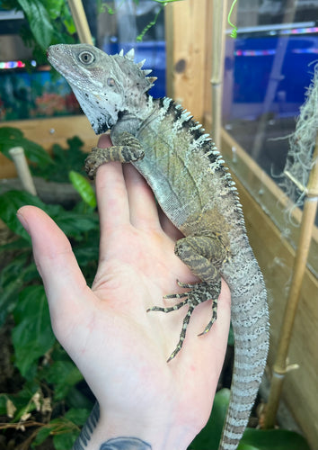 Adult Northern Forest Dragon (Male)