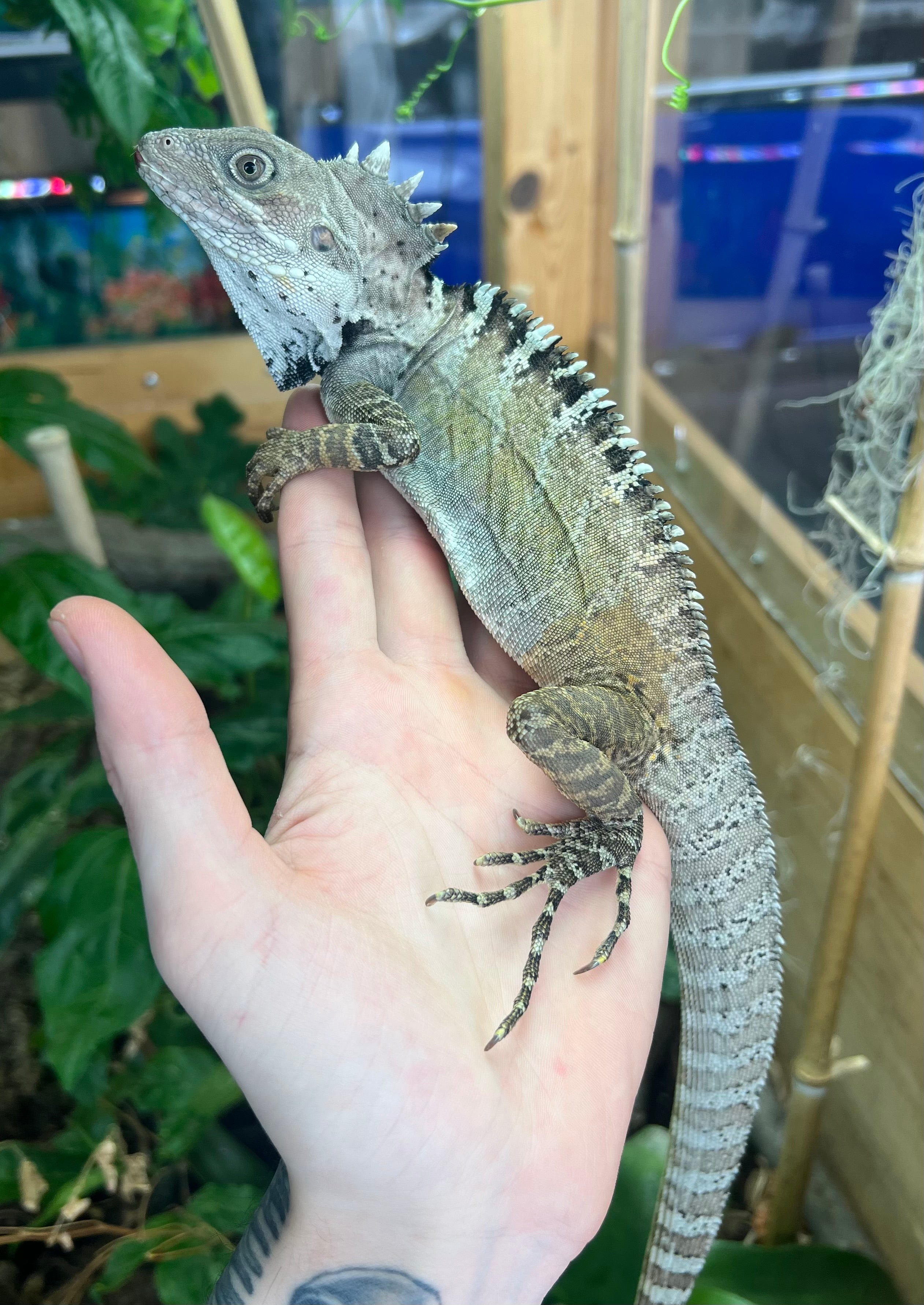 Adult Northern Forest Dragon (Male) – Scales and Tails of Ohio