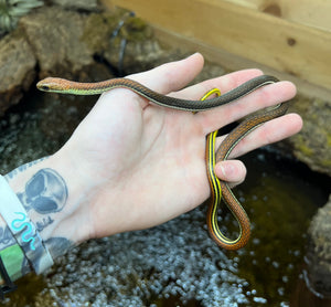 Juvenile Striped Bronzeback Snakes (Pair)