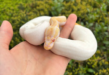 Load image into Gallery viewer, Baby Albino Pied Ball Python (Male 2)