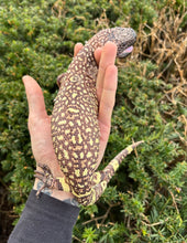 Load image into Gallery viewer, Sub-Adult Rio-Fuerte Beaded Lizard (1)