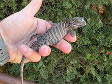 Load image into Gallery viewer, Baby Rhino Iguana (2)
