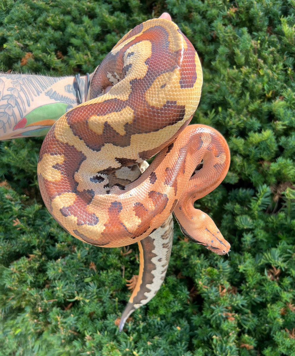 Sub-Adult Goldeneye Blood Python (Male) – Scales and Tails of Ohio