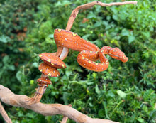Load image into Gallery viewer, Baby Red Biak Green Tree Python (2)