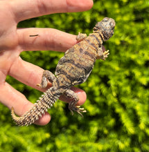 Load image into Gallery viewer, Baby Ornate Uromastyx (3)