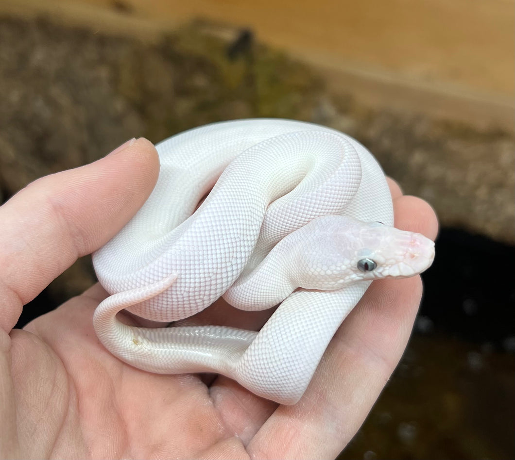 Baby Blue-Eyed Leucistic Ball Python β Scales and Tails of Ohio