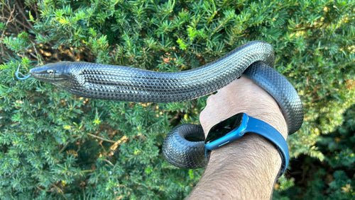 Sub-Adult Black Jansen’s Ratsnake (Male)