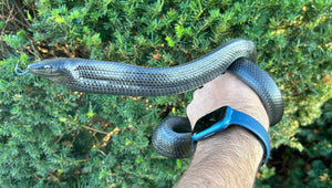 Sub-Adult Black Jansen’s Ratsnake (Male)