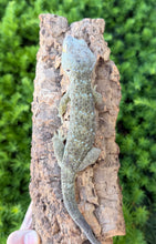 Load image into Gallery viewer, Adult Patternless Tokay Gecko (Male)