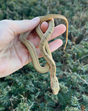 Load image into Gallery viewer, Juvenile Chinese King Ratsnake (Male 1)