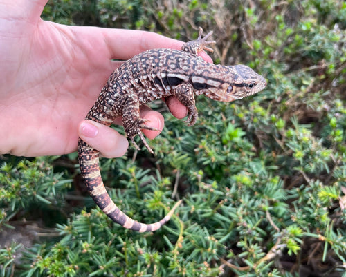 Baby Red Tegu