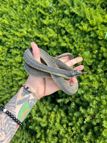 Adult Plain-Bellied Water Snake (Female)