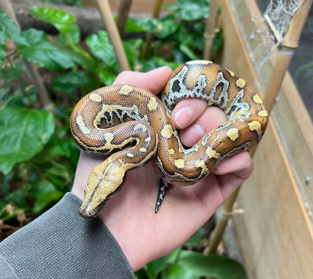 Baby Red Blood Python (Male 13)