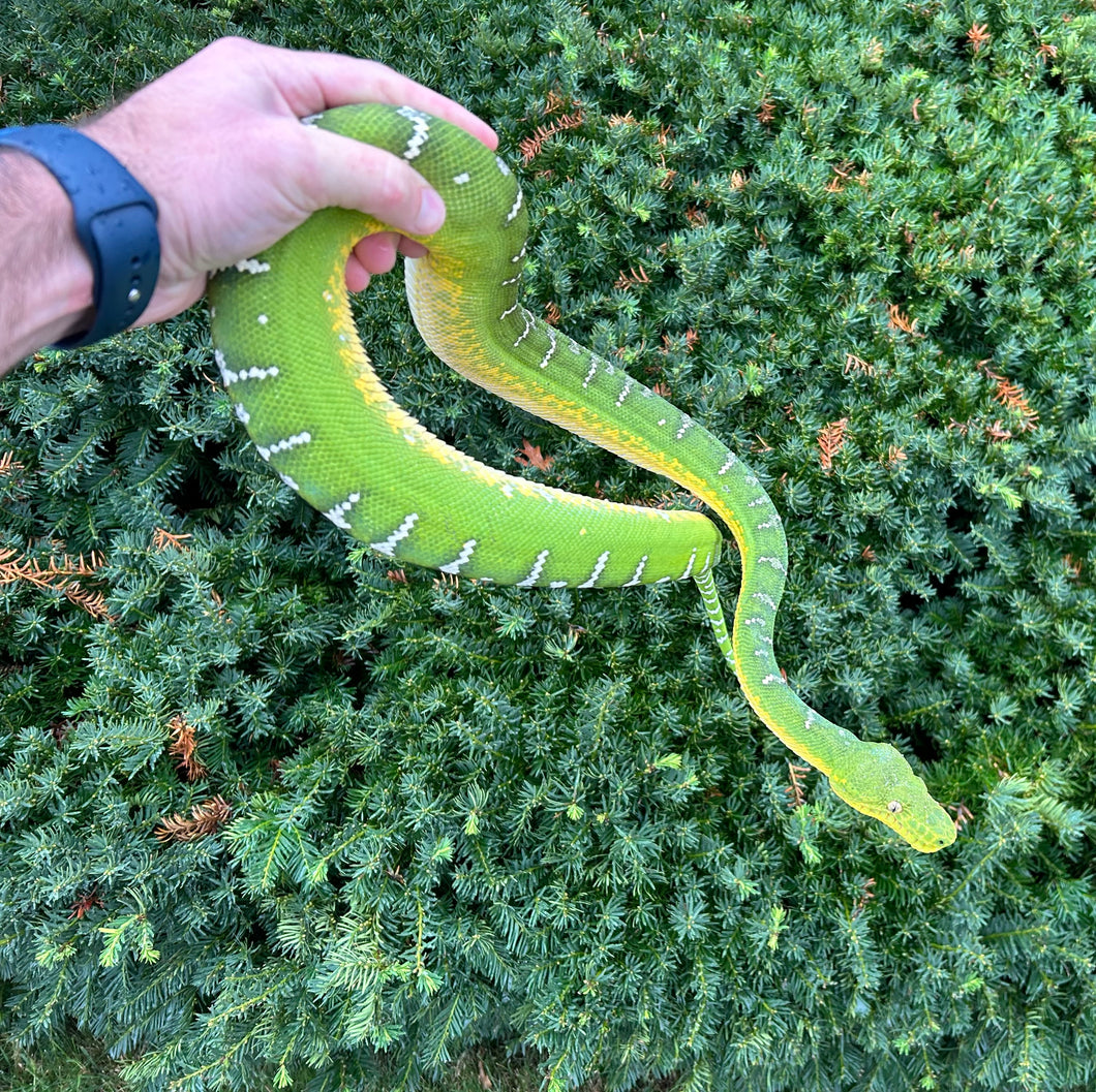 Adult Emerald Tree Boa (Female 2)