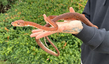 Load image into Gallery viewer, Red Amazon Tree Boa (Male)