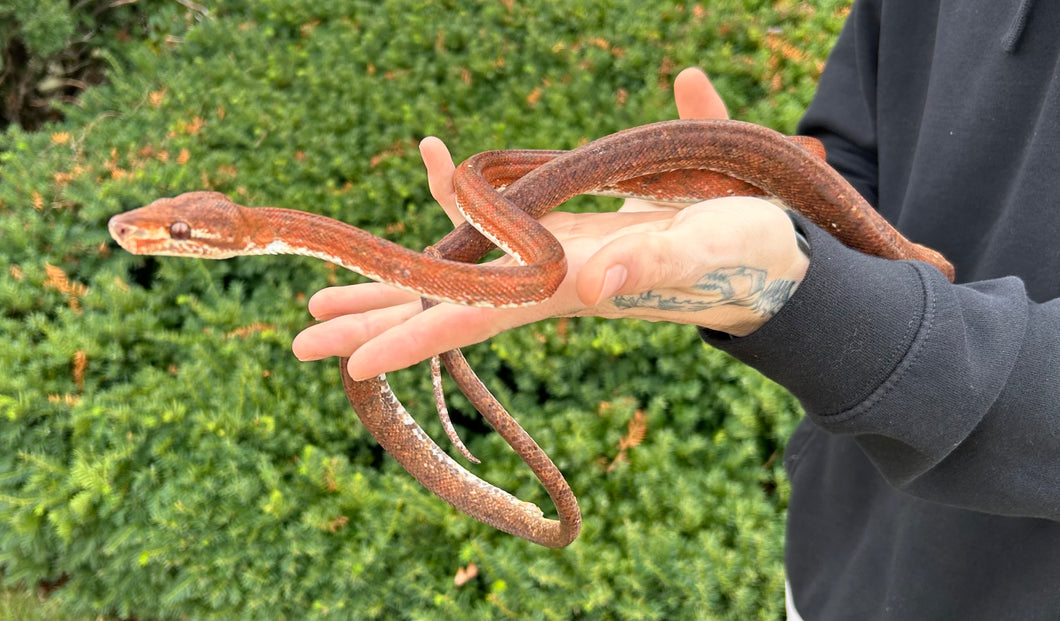 Red Amazon Tree Boa (Male)