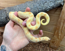 Load image into Gallery viewer, Adult Albino Conda Western Hognose Snake (Female)