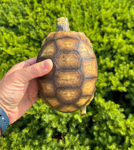Small ‘High-Yellow’ Yellow-Foot Tortoise (5)