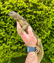 Load image into Gallery viewer, XL Adult Egyptian Uromastyx (2)