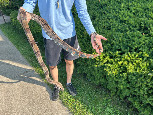 Adult Guyana Boa (Male 1)