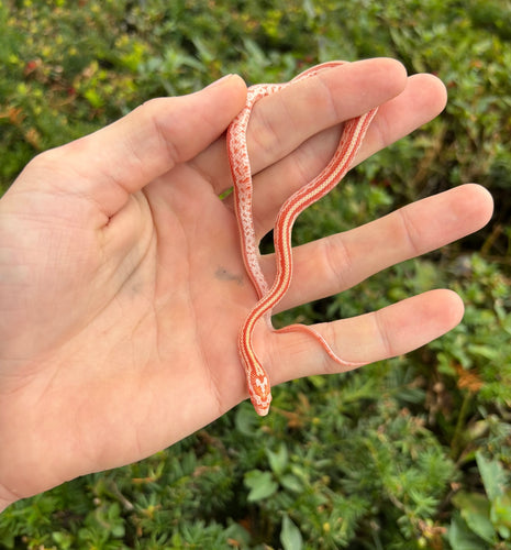 Baby Albino Tessera Corn Snake